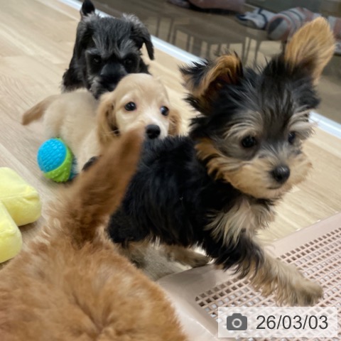 ミニチュア・ダックスフンドの写真