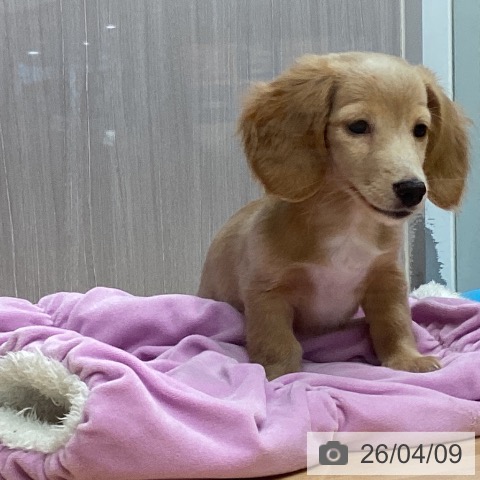 ミニチュア・ダックスフンドの写真