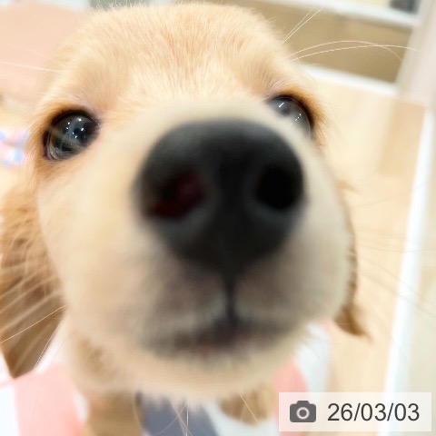 福岡県のミニチュアダックスフンド(ロング) (ペットプラス 八幡東店/2025年12月31日生まれ/男の子/イエロー)の子犬の3枚目の画像