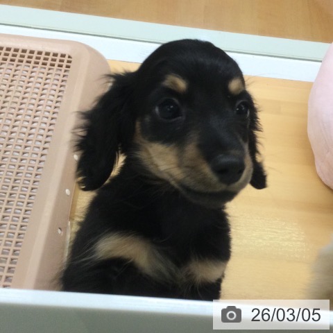 ミニチュア・ダックスフンドの写真