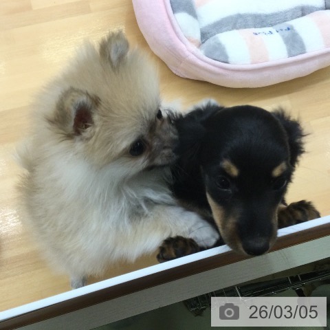 福岡県のミニチュアダックスフンド(ロング) (ペットプラス 黒崎店/2025年12月31日生まれ/男の子/ブラックタン)の子犬の4枚目の画像