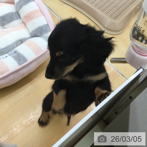 福岡県のミニチュアダックスフンド(ロング) (ペットプラス 黒崎店/2025年12月31日生まれ/男の子/ブラックタン)の子犬の3枚目の画像