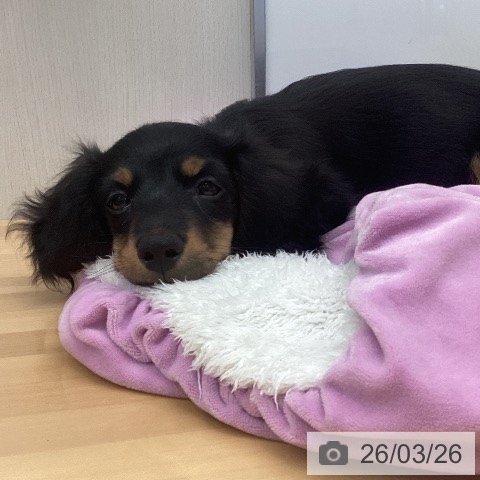 福岡県のミニチュアダックスフンド(ロング) (ペットプラス 黒崎店/2025年12月31日生まれ/男の子/ブラックタン)の子犬の3枚目の画像