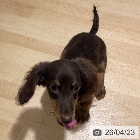 ミニチュア・ダックスフンドの写真