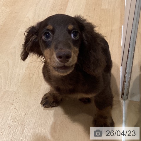 ミニチュア・ダックスフンドの写真