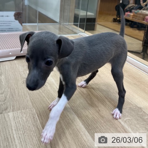 福岡県のイタリアングレーハウンド (ペットプラス ららぽーと福岡店/2025年12月31日生まれ/男の子/ブルーホワイト)の子犬の3枚目の画像