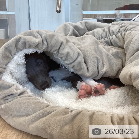 福岡県のイタリアングレーハウンド (ペットプラス ららぽーと福岡店/2025年12月31日生まれ/男の子/ブルーホワイト)の子犬の3枚目の画像