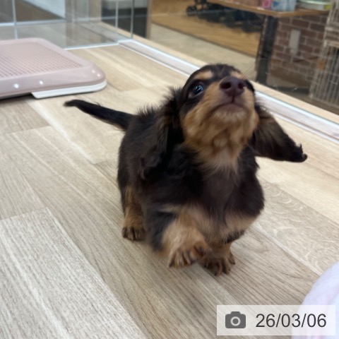 福岡県のカニンヘンダックスフンド(ロング) (ペットプラス ららぽーと福岡店/2025年12月27日生まれ/男の子/チョコレートタン)の子犬の4枚目の画像