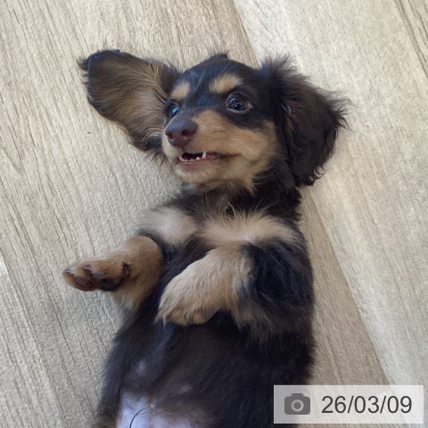 福岡県のカニンヘンダックスフンド(ロング) (ペットプラス ららぽーと福岡店/2025年12月27日生まれ/男の子/チョコレートタン)の子犬の3枚目の画像