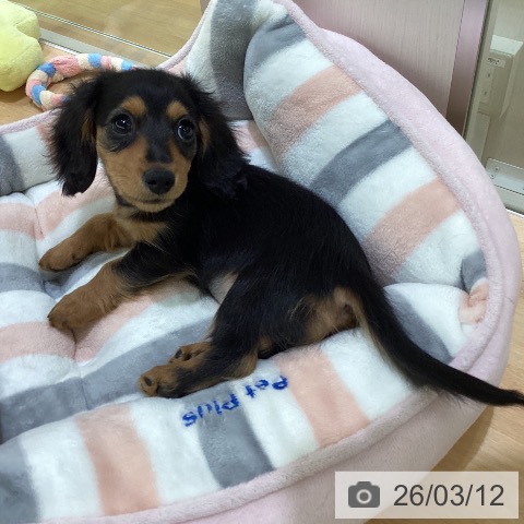 熊本県のカニンヘンダックスフンド(ロング) (ペットプラス 熊本店/2025年12月30日生まれ/女の子/ブラックタン)の子犬の3枚目の画像