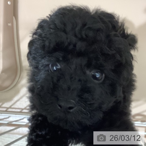 トイ・プードルの写真