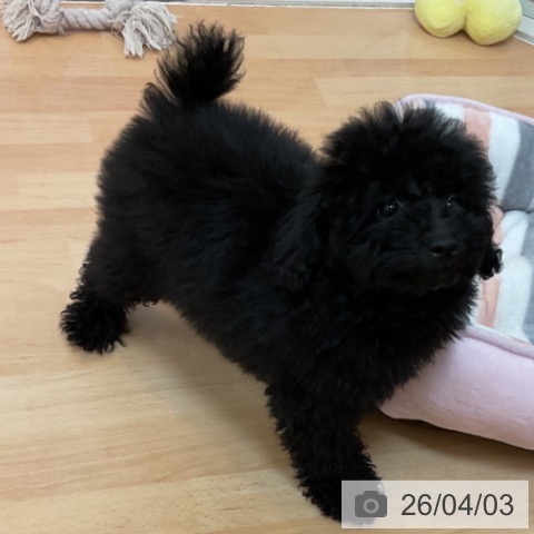 福岡県のトイプードル(トイ) (ペットプラス 福岡伊都店/2026年1月2日生まれ/男の子/ブラック)の子犬の4枚目の画像