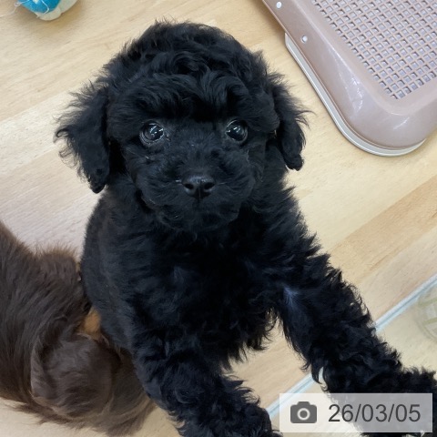 トイ・プードルの写真