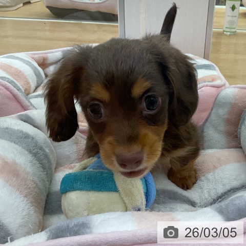 カニーンヘン・ダックスフンドの写真