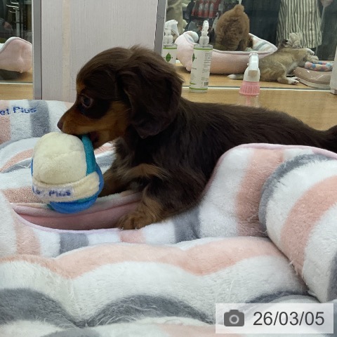 カニーンヘン・ダックスフンドの写真