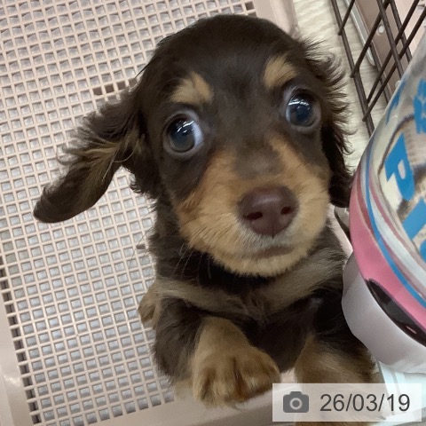 沖縄県のカニンヘンダックスフンド(ロング) (ペットプラス 南風原店/2025年12月30日生まれ/男の子/チョコレートタン)の子犬の3枚目の画像