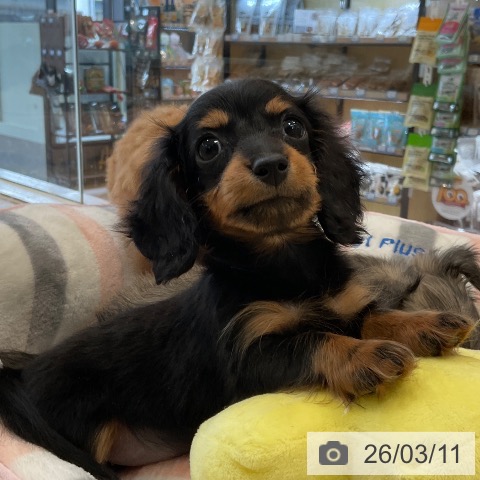 カニーンヘン・ダックスフンドの写真