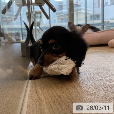 カニーンヘン・ダックスフンドの写真