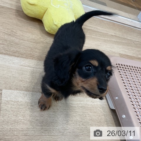 カニーンヘン・ダックスフンドの写真