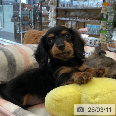 カニーンヘン・ダックスフンドの写真