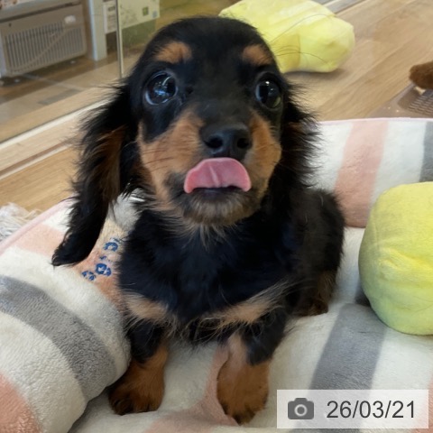 福岡県のカニンヘンダックスフンド(ロング) (ペットプラス ららぽーと福岡店/2025年12月30日生まれ/女の子/ブラックタン)の子犬の4枚目の画像