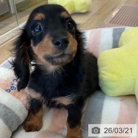 福岡県のカニンヘンダックスフンド(ロング) (ペットプラス ららぽーと福岡店/2025年12月30日生まれ/女の子/ブラックタン)の子犬の3枚目の画像