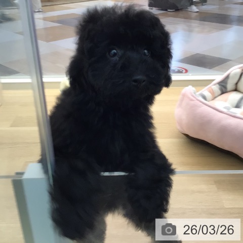 宮崎県のトイプードル(トイ) (ペットプラス 宮崎店/2026年1月2日生まれ/男の子/ブラック)の子犬の4枚目の画像