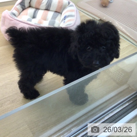宮崎県のトイプードル(トイ) (ペットプラス 宮崎店/2026年1月2日生まれ/男の子/ブラック)の子犬の3枚目の画像