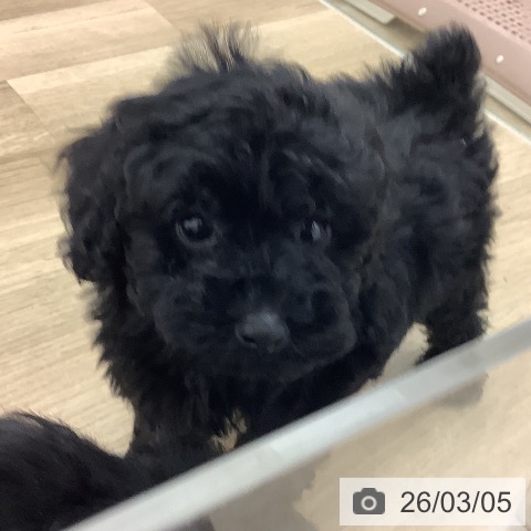 宮崎県のトイプードル(トイ) (ペットプラス 宮崎店/2026年1月2日生まれ/男の子/ブラック)の子犬の4枚目の画像