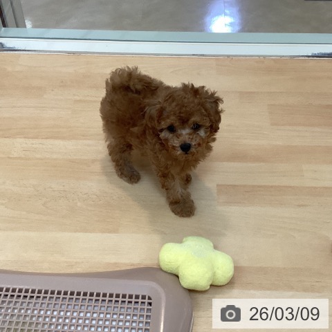 福岡県のトイプードル(トイ) (ペットプラス ららぽーと福岡店/2026年1月1日生まれ/男の子/アプリコット)の子犬の4枚目の画像