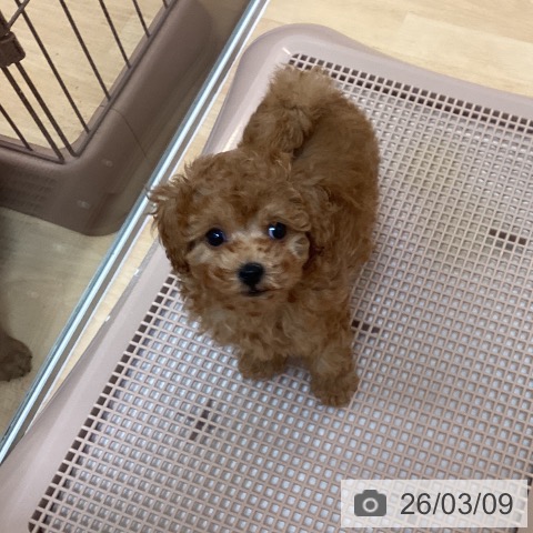 福岡県のトイプードル(トイ) (ペットプラス ららぽーと福岡店/2026年1月1日生まれ/男の子/アプリコット)の子犬の3枚目の画像