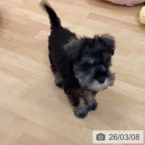 福岡県のミニチュアシュナウザー (ペットプラス 福岡伊都店/2026年1月1日生まれ/男の子/ソルトペッパー)の子犬の4枚目の画像