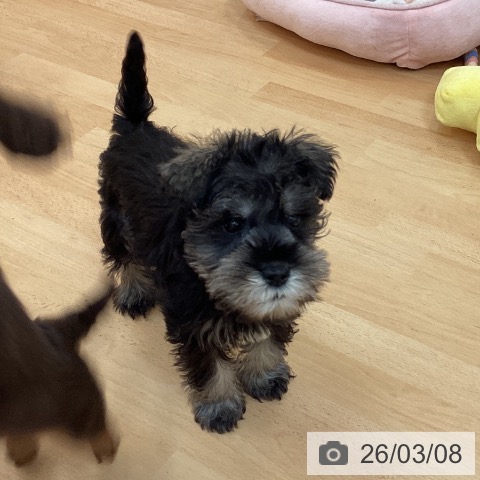 福岡県のミニチュアシュナウザー (ペットプラス 福岡伊都店/2026年1月1日生まれ/男の子/ソルトペッパー)の子犬の3枚目の画像