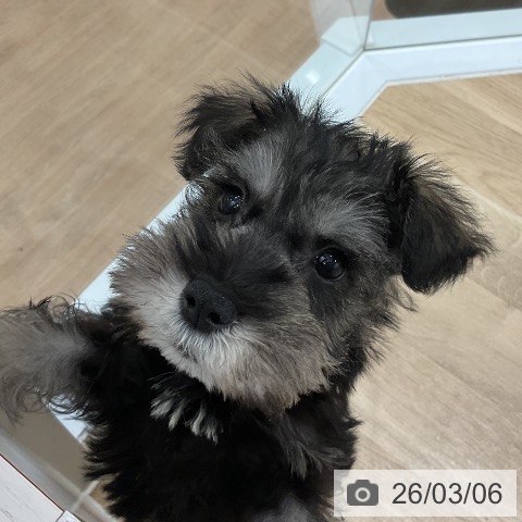 福岡県のミニチュアシュナウザー (ペットプラス 小倉南店/2026年1月1日生まれ/女の子/ソルトペッパー)の子犬の4枚目の画像