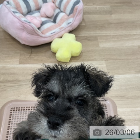 福岡県のミニチュアシュナウザー (ペットプラス 香椎浜店/2026年1月1日生まれ/女の子/ソルトペッパー)の子犬の3枚目の画像