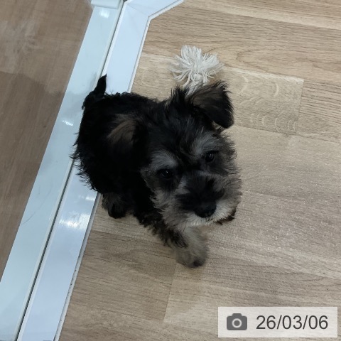 福岡県のミニチュアシュナウザー (ペットプラス 小倉南店/2026年1月1日生まれ/女の子/ソルトペッパー)の子犬の3枚目の画像