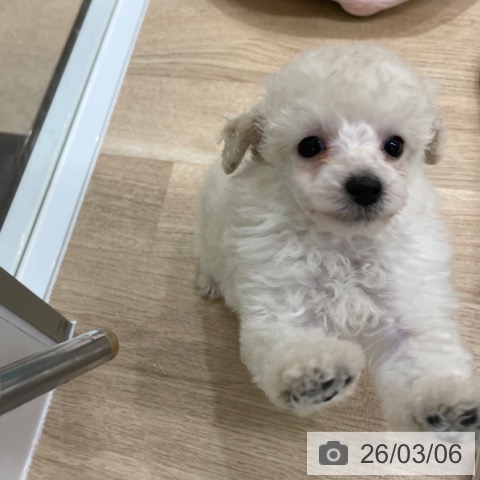 福岡県のトイプードル(トイ) (ペットプラス 八幡東店/2026年1月2日生まれ/男の子/ホワイト)の子犬の4枚目の画像