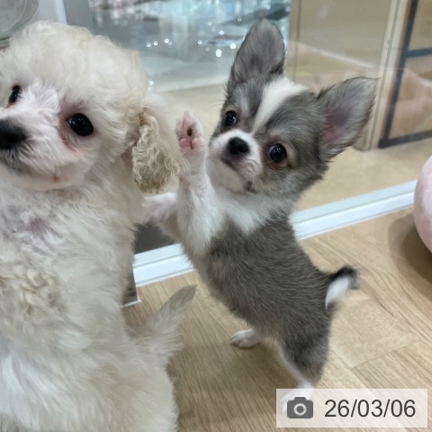 福岡県のトイプードル(トイ) (ペットプラス 八幡東店/2026年1月2日生まれ/男の子/ホワイト)の子犬の3枚目の画像