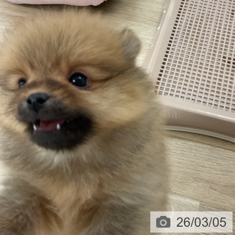 ポメラニアンの写真