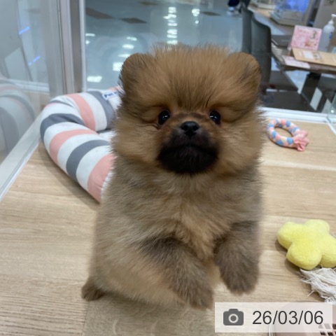 ポメラニアンの写真