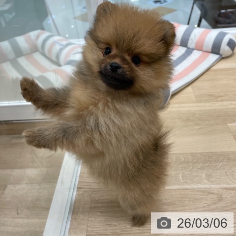 ポメラニアンの写真