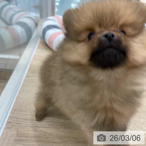 ポメラニアンの写真