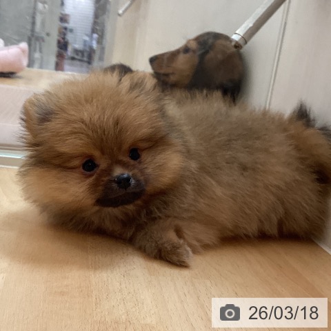 ポメラニアンの写真