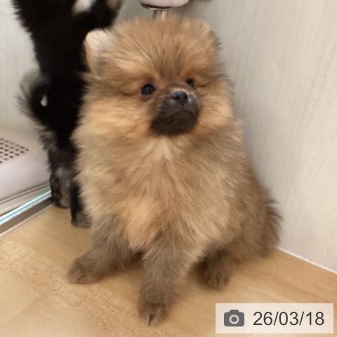 ポメラニアンの写真