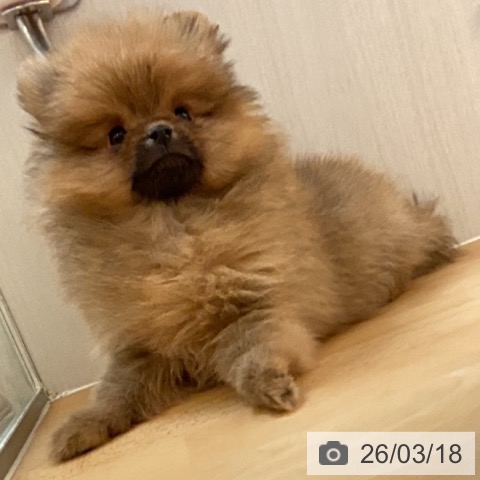 ポメラニアンの写真