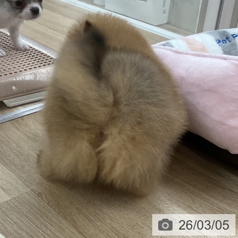 福岡県のポメラニアン (ペットプラス 八幡東店/2026年1月3日生まれ/男の子/オレンジ)の子犬の4枚目の画像