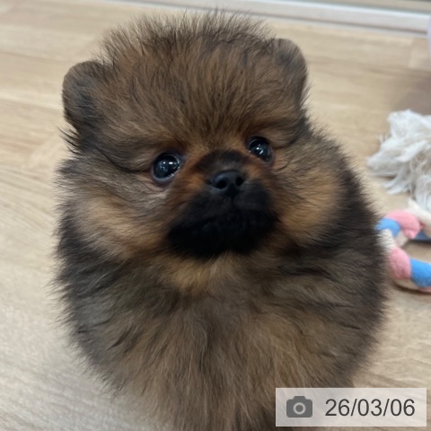 福岡県のポメラニアン (ペットプラス ららぽーと福岡店/2026年1月3日生まれ/男の子/オレンジセーブル)の子犬の4枚目の画像