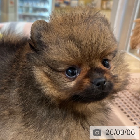 福岡県のポメラニアン (ペットプラス ららぽーと福岡店/2026年1月3日生まれ/男の子/オレンジセーブル)の子犬の3枚目の画像