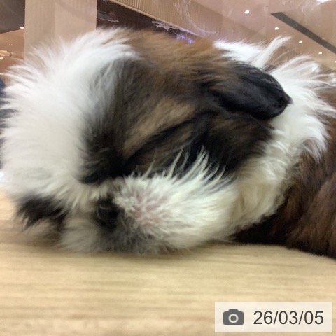 宮崎県のシーズー (ペットプラス 宮崎店/2026年1月3日生まれ/男の子/ゴールドホワイト)の子犬の4枚目の画像