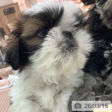 宮崎県のシーズー (ペットプラス 宮崎店/2026年1月3日生まれ/男の子/ゴールドホワイト)の子犬の3枚目の画像